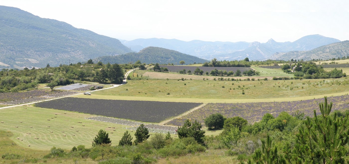 Champs de lavande en cours de récolte au Coup d’Huery, au Poët-en-Percip, dans les Baronnies provençales.
